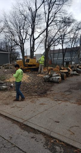 Tree Removal (1)