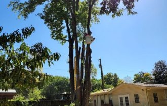 Tree Removal (11)