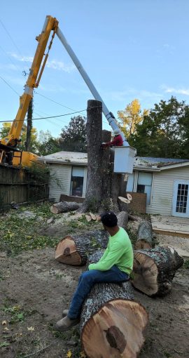 Tree Removal (12)