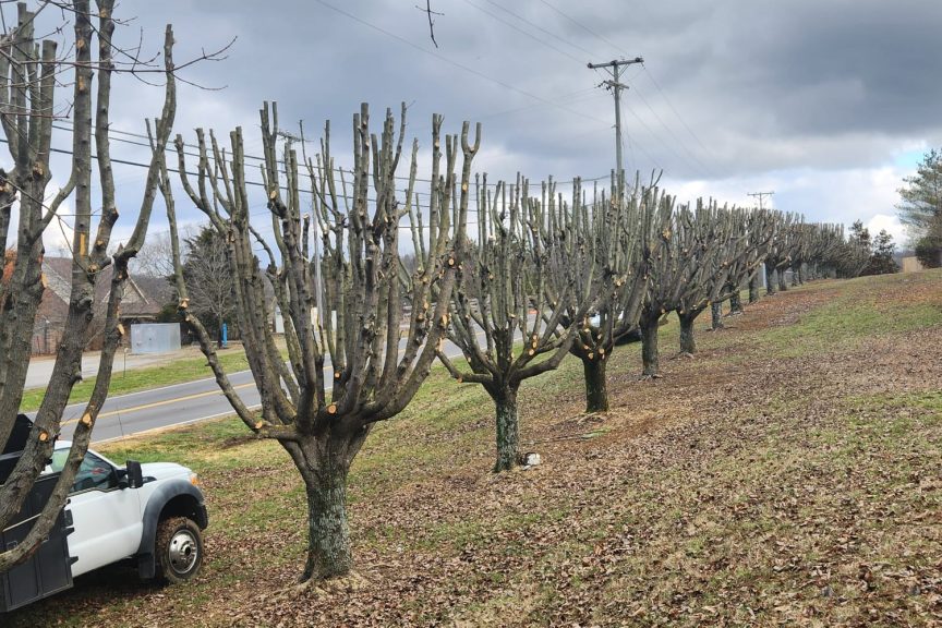 Tree Trimming (1)