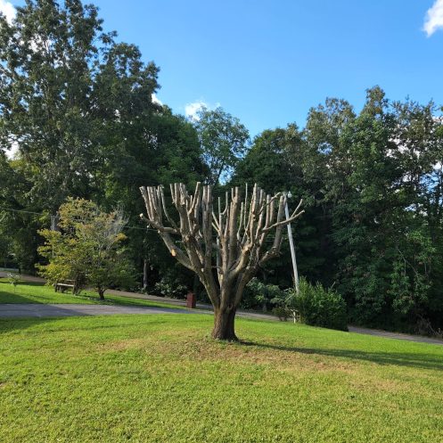 Tree Trimming (4)