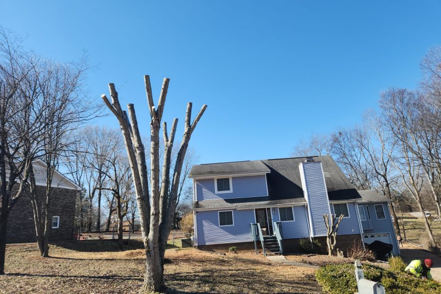 Tree trimming