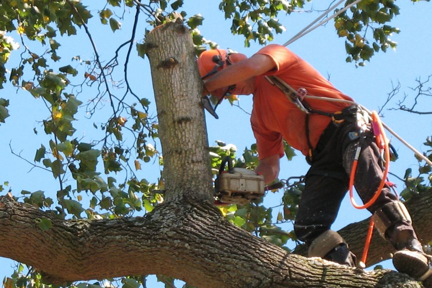 treework2